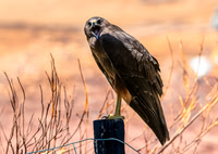 Swamp / Australasian harrier