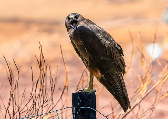 Swamp / Australasian harrier