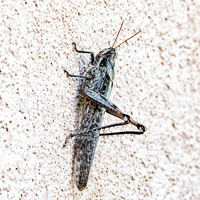 Grey bird grasshopper