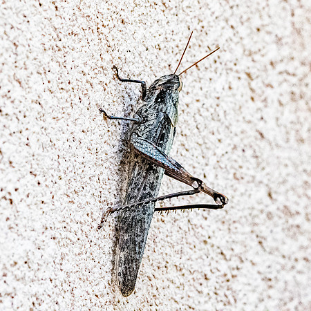 Grey bird grasshopper