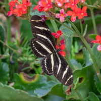 Zebra longwing