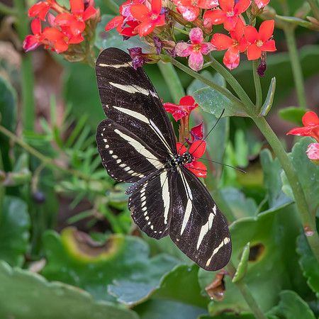 Zebra longwing