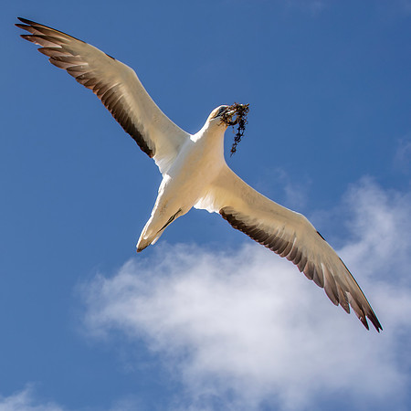 Southern, Australasian Gannet