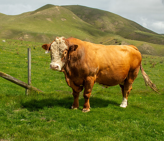 Simmental bull