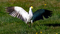 Masked plover / masked lapwing