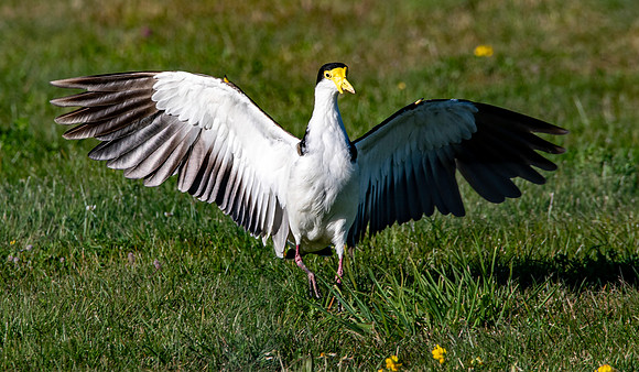 Masked plover / masked lapwing