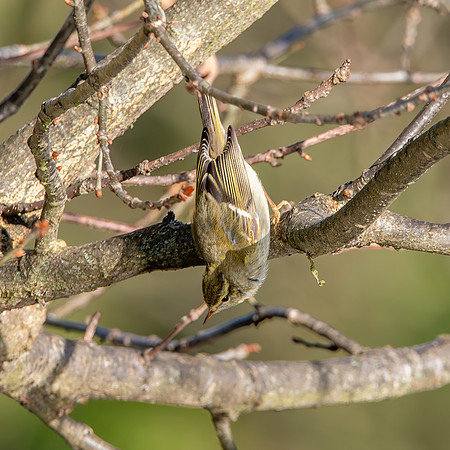 Yellow browed warbler