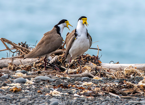 Masked plover / masked lapwing