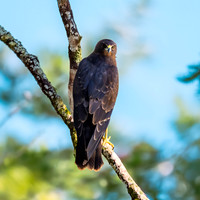 New Zealand falcon