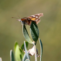 American snout