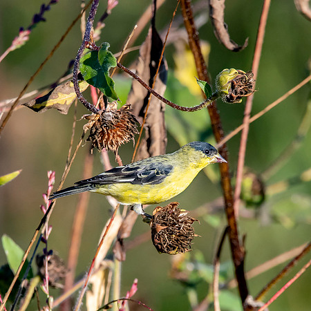 Lesser goldfinch
