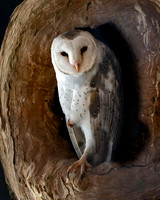 Australian barn owl / Eastern barn owl