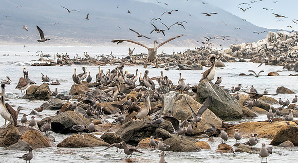 California brown pelican