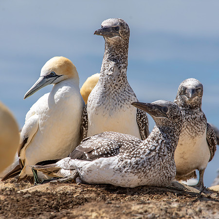 Southern, Australasian Gannet
