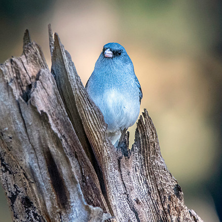 Dark eyed junco (grey headed)