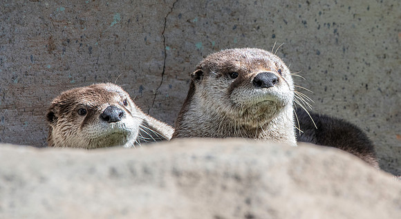 North American river otter