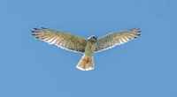 Swamp / Australasian harrier