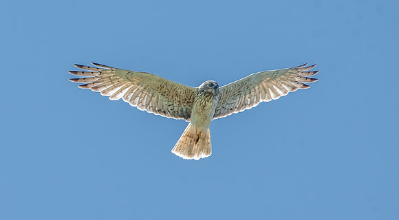 Swamp / Australasian harrier