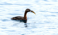 New Zealand dabchick