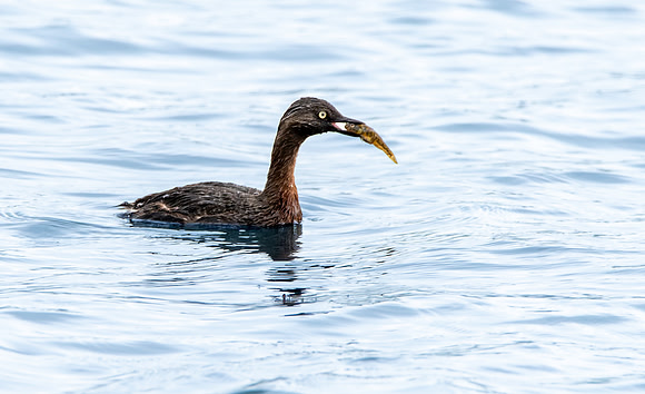 New Zealand dabchick