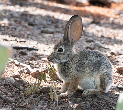 Desert cottontail