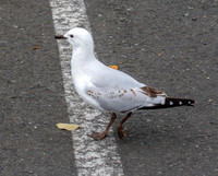 Black billed gull