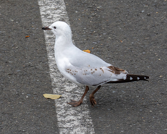 Black billed gull