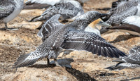 Southern, Australasian Gannet, immature