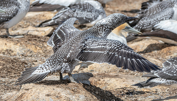 Southern, Australasian Gannet, immature