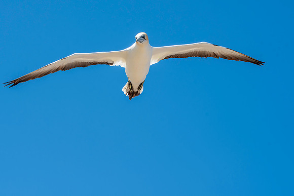 Southern, Australasian Gannet