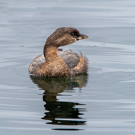 Pied billed grebe