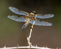 Four spotted chaser