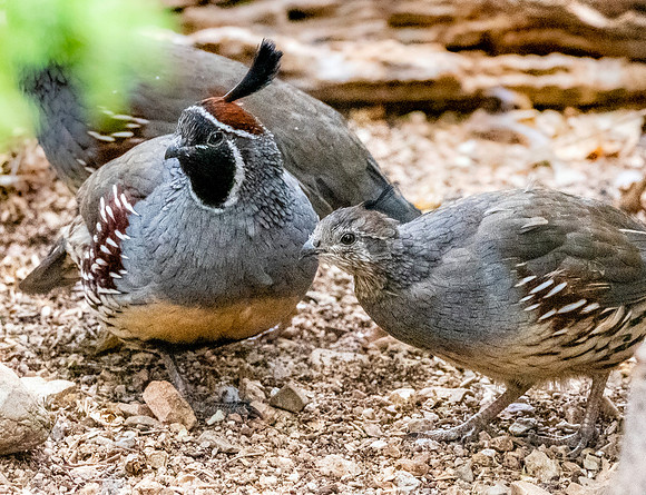 Gambel's Quail