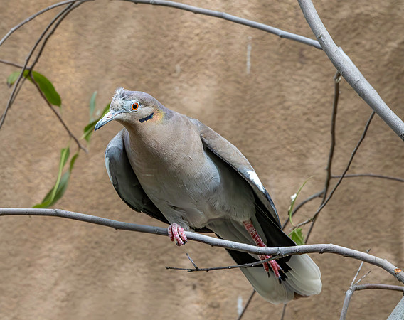 White winged dove