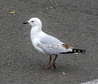 Black billed gull