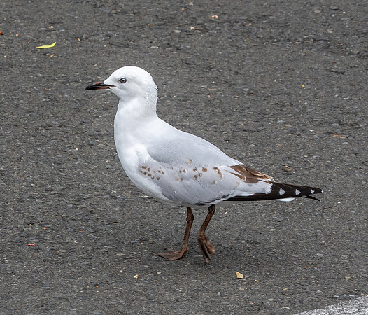 Black billed gull