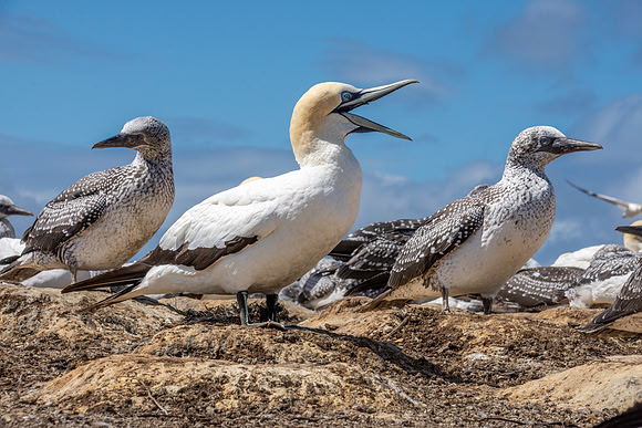 Southern, Australasian Gannet