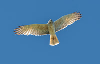Swamp / Australasian harrier