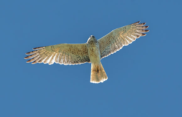 Swamp / Australasian harrier