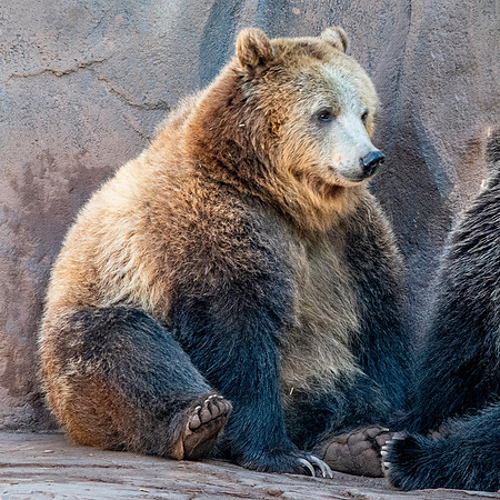 Grizzly bear