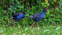 Australasian swamphen