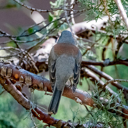 Red-backed Dark eyed junco