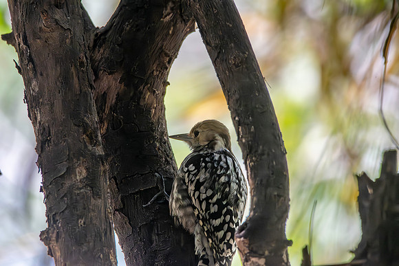 Yellow crowned woodpecker, female