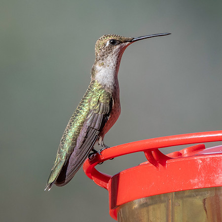 Ruby throated hummingbird