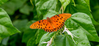Gulf fritillary