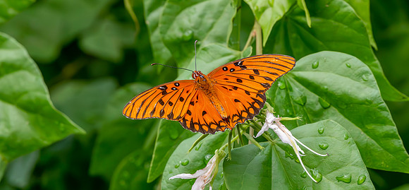 Gulf fritillary