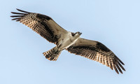Osprey