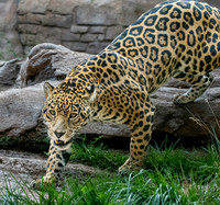 Jaguar