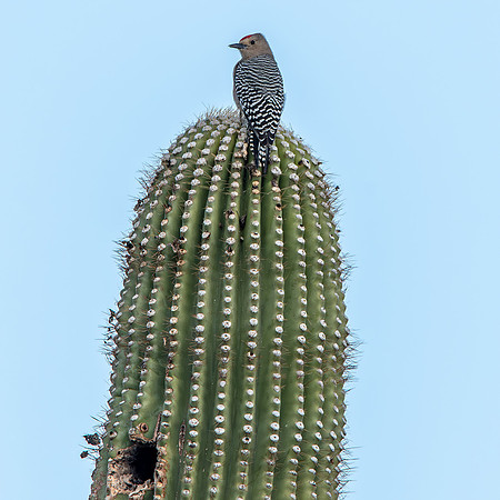 Gila woodpecker