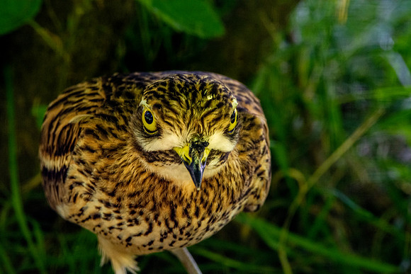 Stone curlew